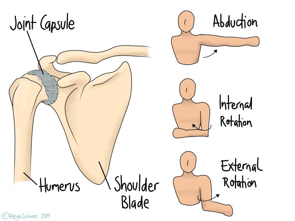 Frozen shoulder: affected movements and anatomy